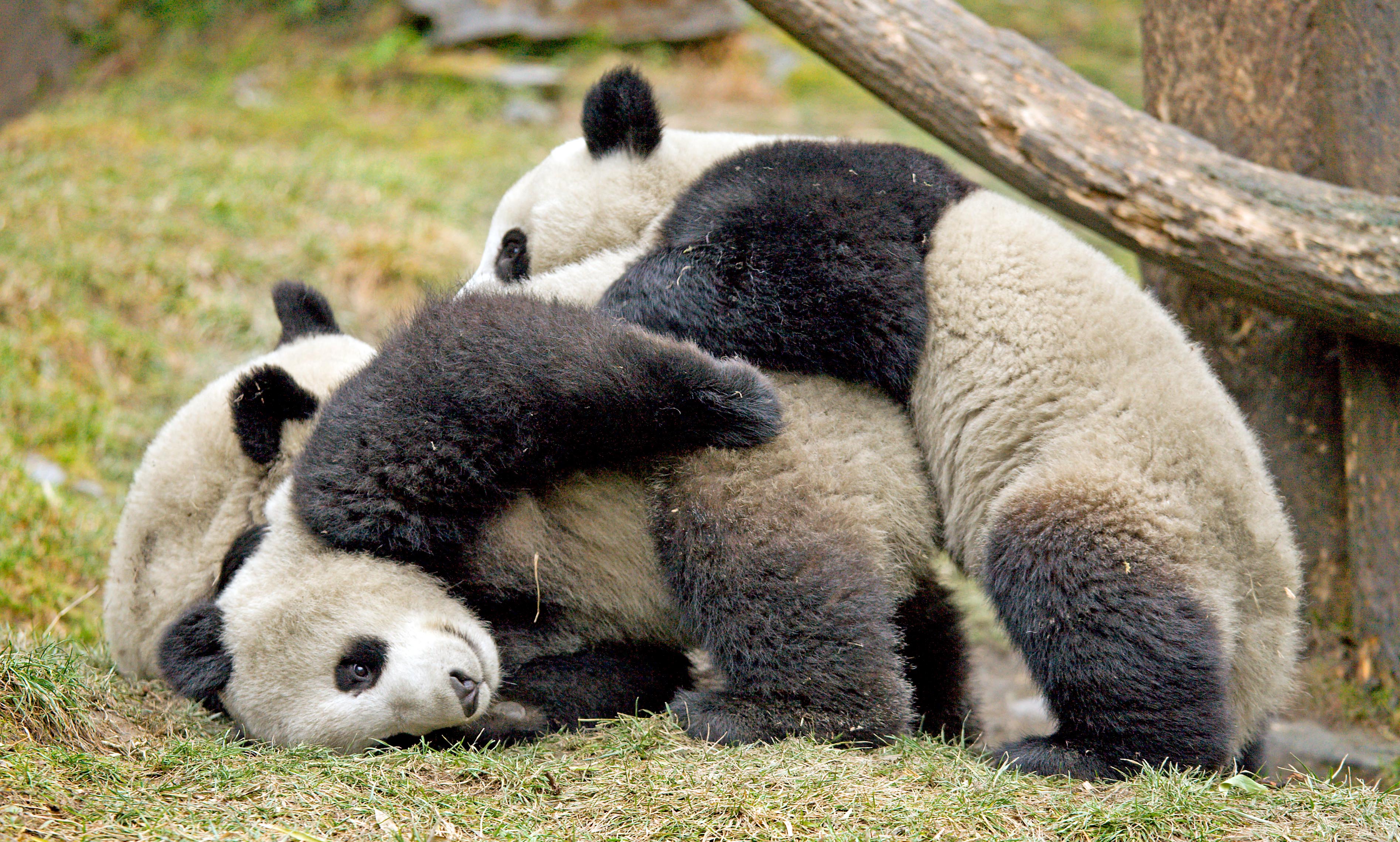 giant pandas playing