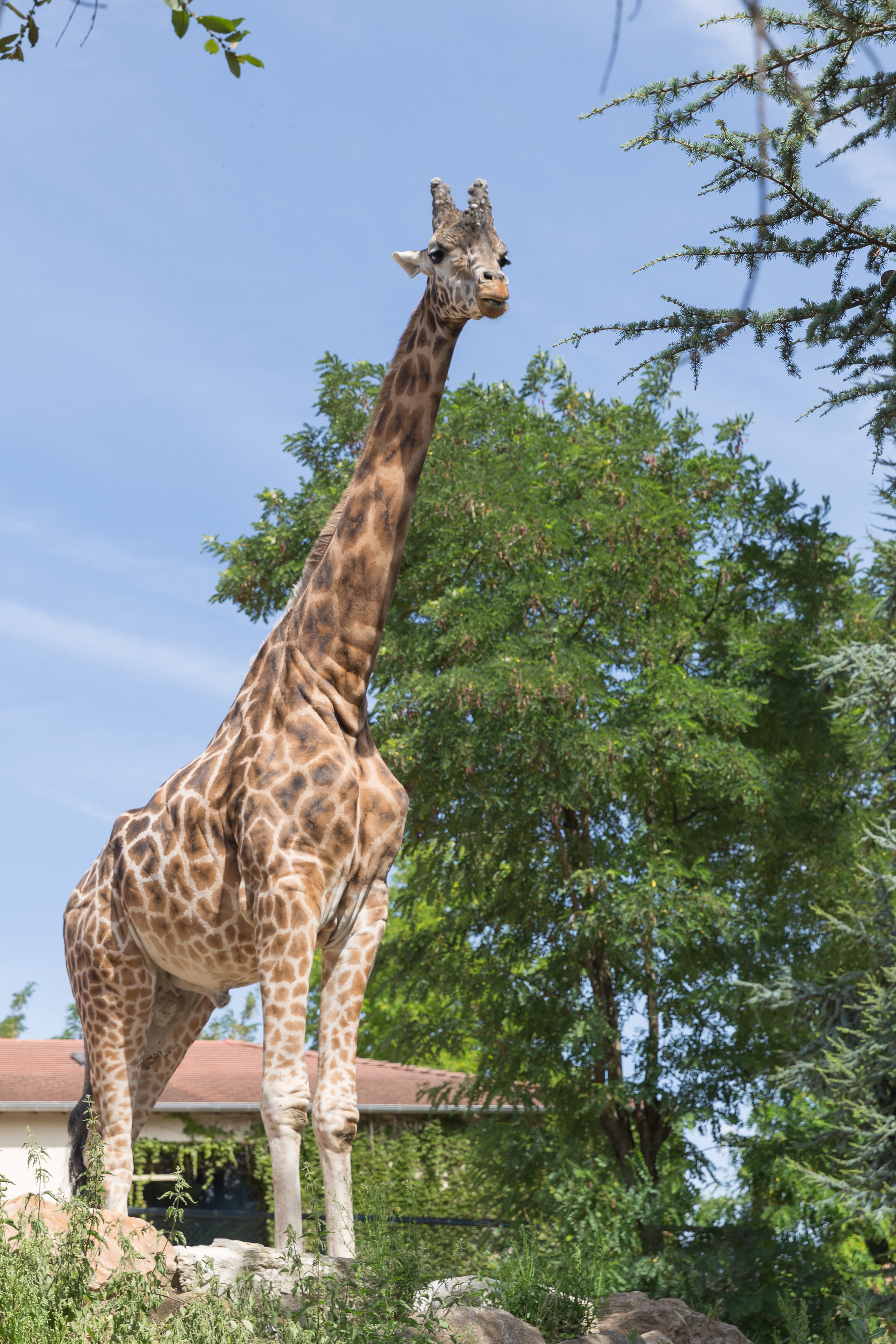 Girafe — Wikipédia