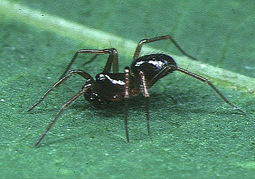 File:Gongylidioides.onoi.male.-.tanikawa.jpg