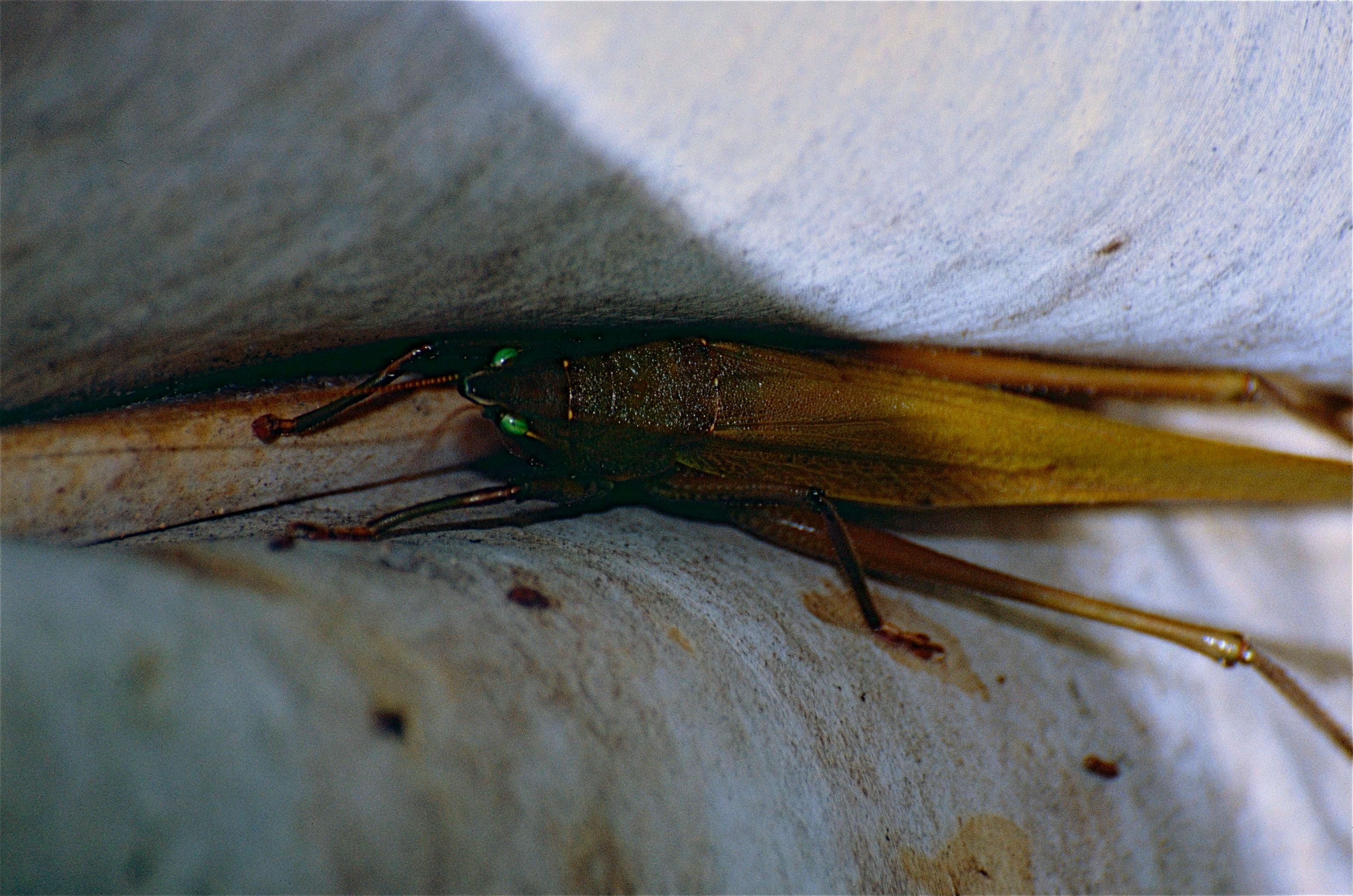 Green-eyed Katydid (Tettigoniidae) (10358899633).jpg