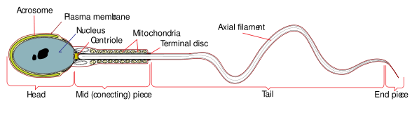 File:Human spermatozoa.png