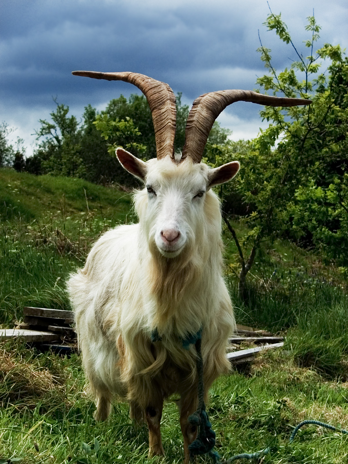 Irish Goat.jpg