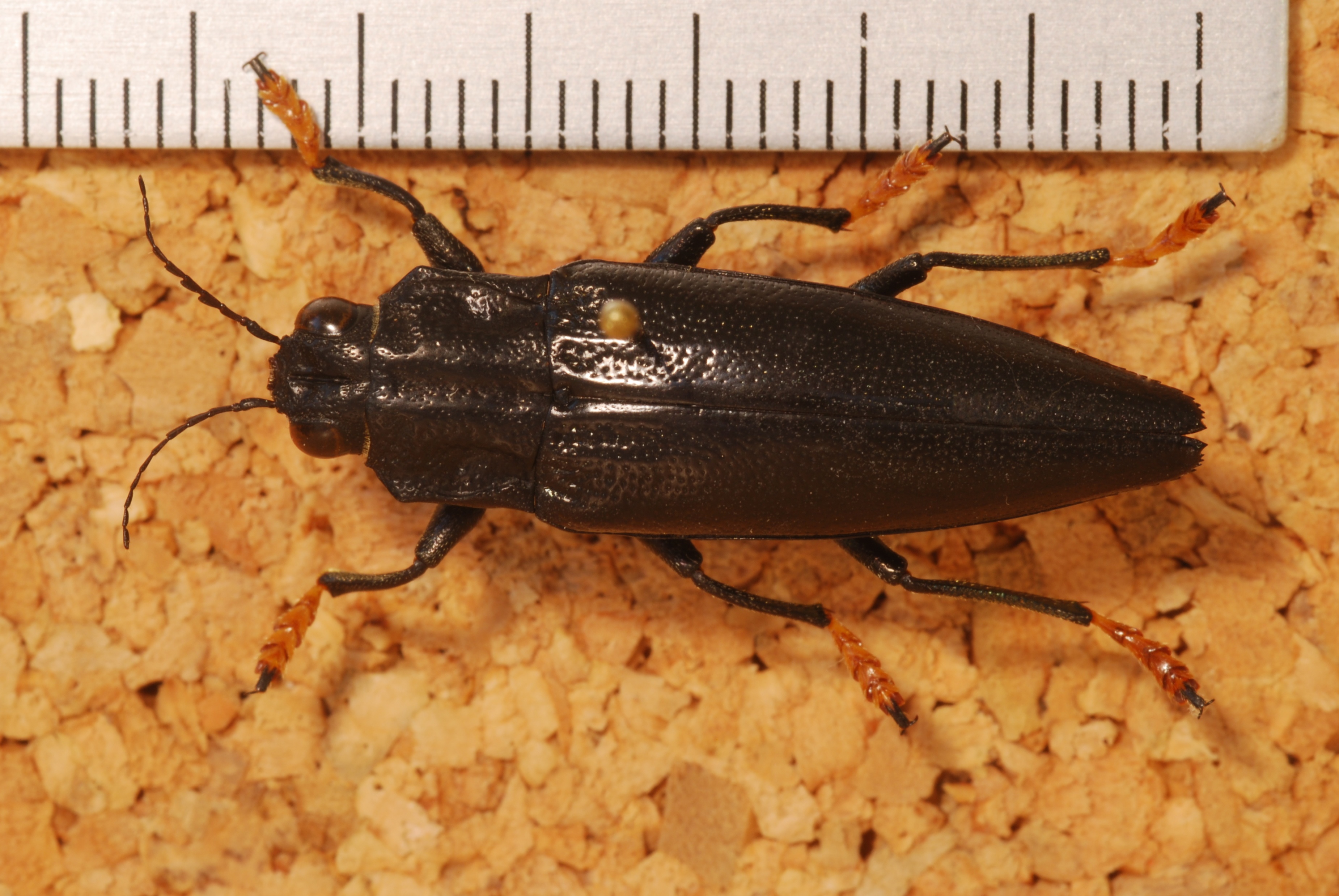 Jewel Beetle (Cyphogastra flavimana) (8247877216).jpg