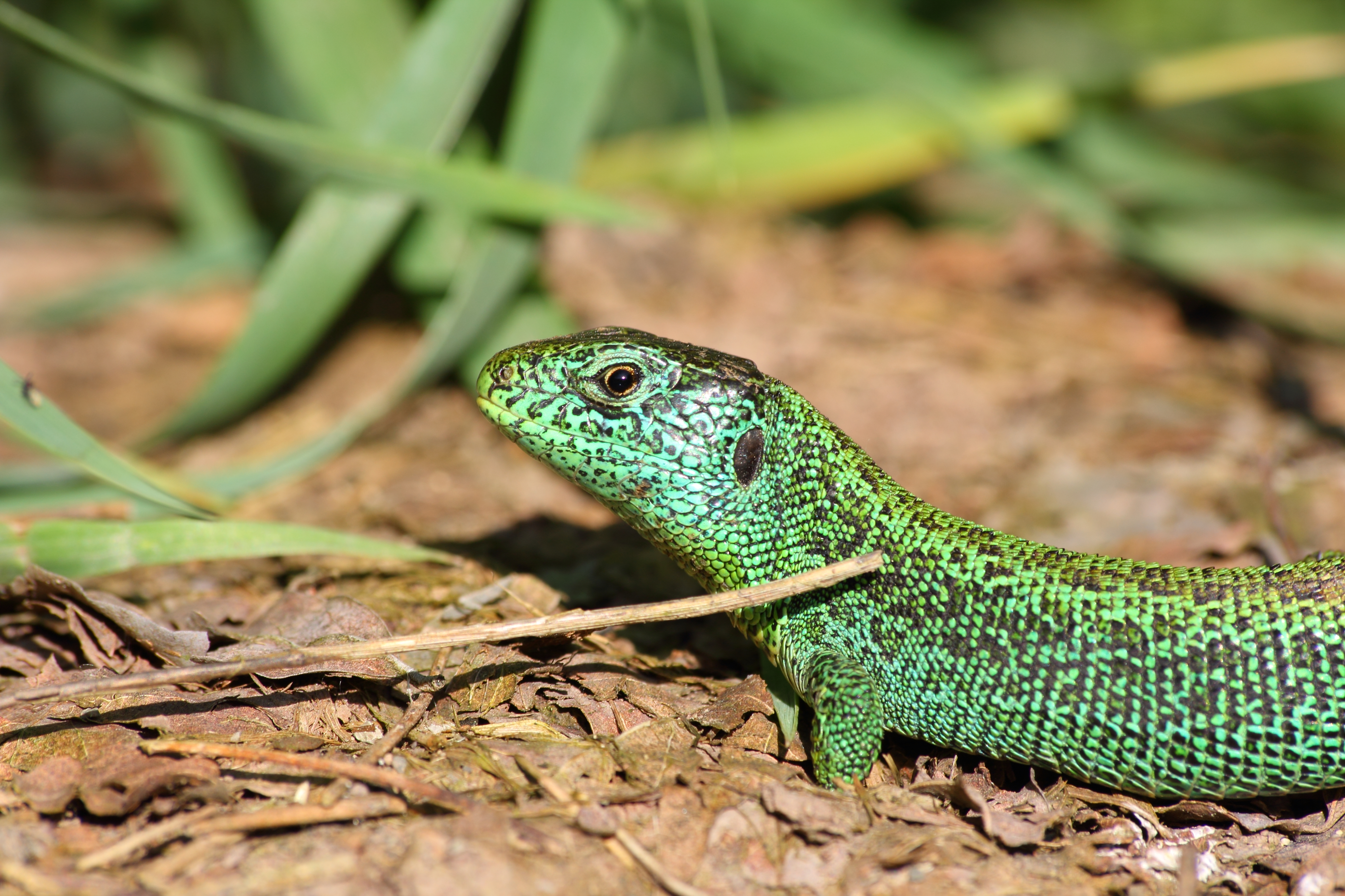 Содержание рептилий. Прыткая ящерица Lacerta Agilis. Ящерица прыткая (Lacerta Agilis Linnaeus). Террариум для прыткой ящерицы. Ящерица (Lacerta Agilis l.)..