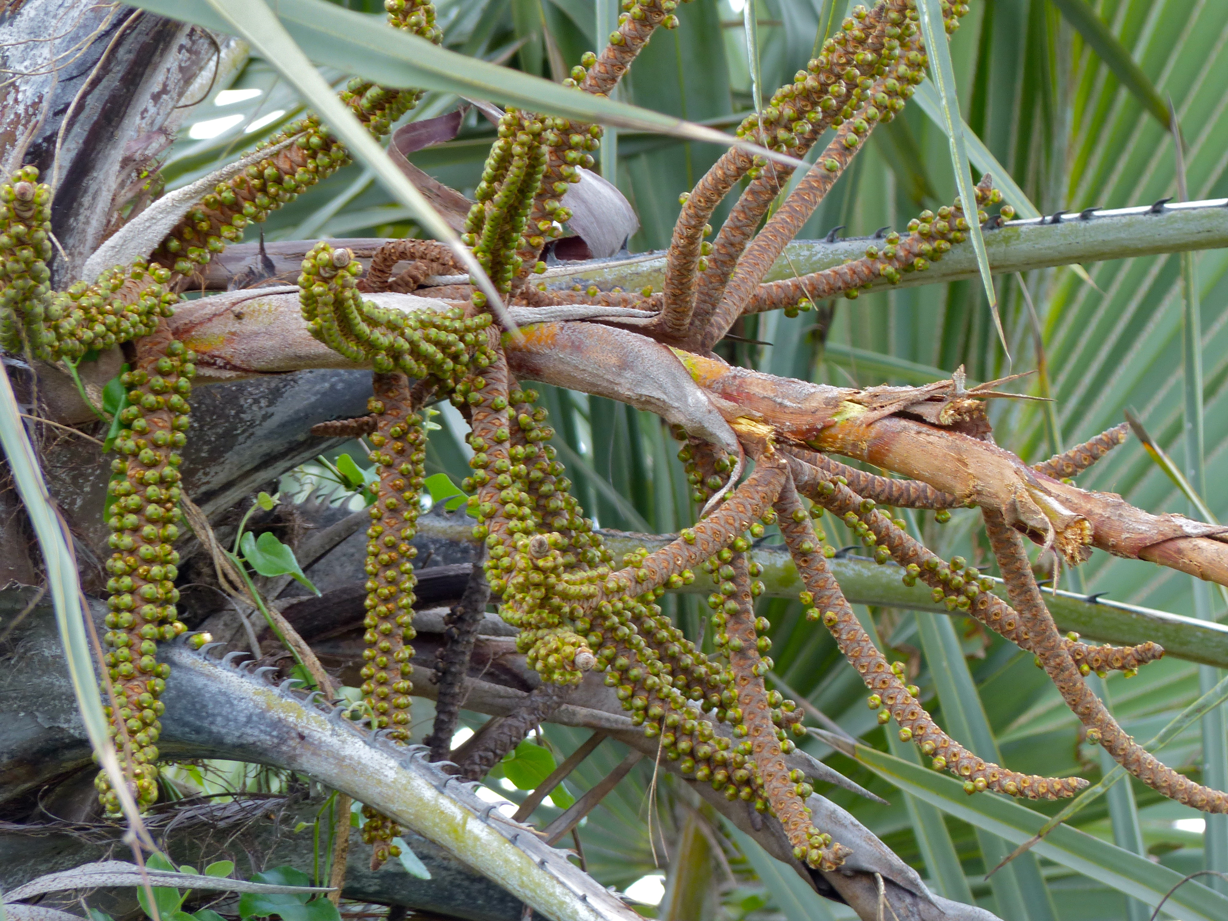 Lala Palm (Hyphaene coriacea) (11531358795).jpg