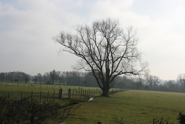 File:Large tree by Rye Lane - geograph.org.uk - 1720473.jpg