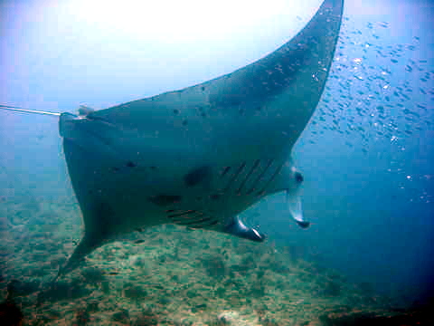 File:Manta2.jpg