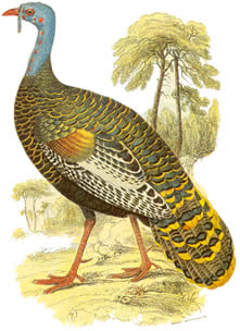 File:Meleagris ocellata 1.jpg