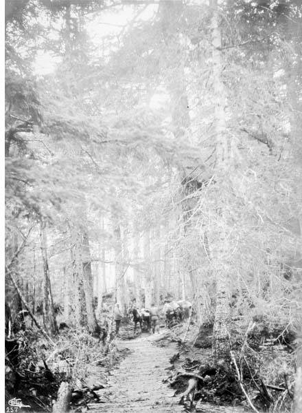 File:Men with packtrain on the Chilkoot Trail, ca 1898 (CURTIS 1815).jpeg