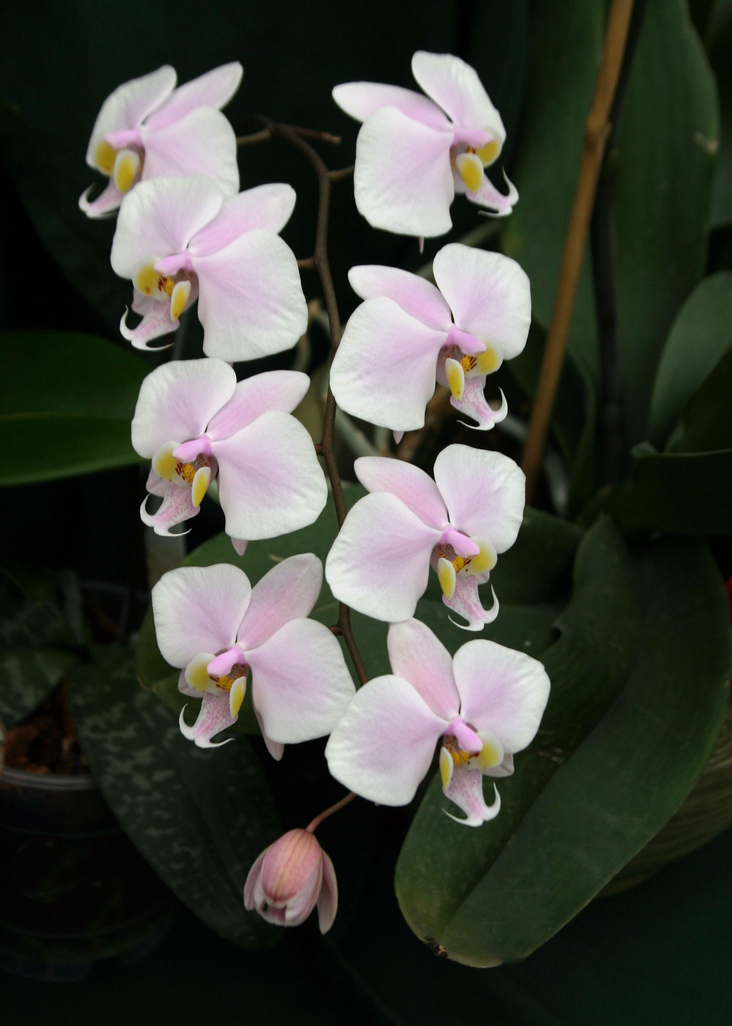 identificación Privación dominio Phalaenopsis - Wikipedia, la enciclopedia libre