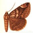 <i>Bastilla palpalis</i> Species of moth