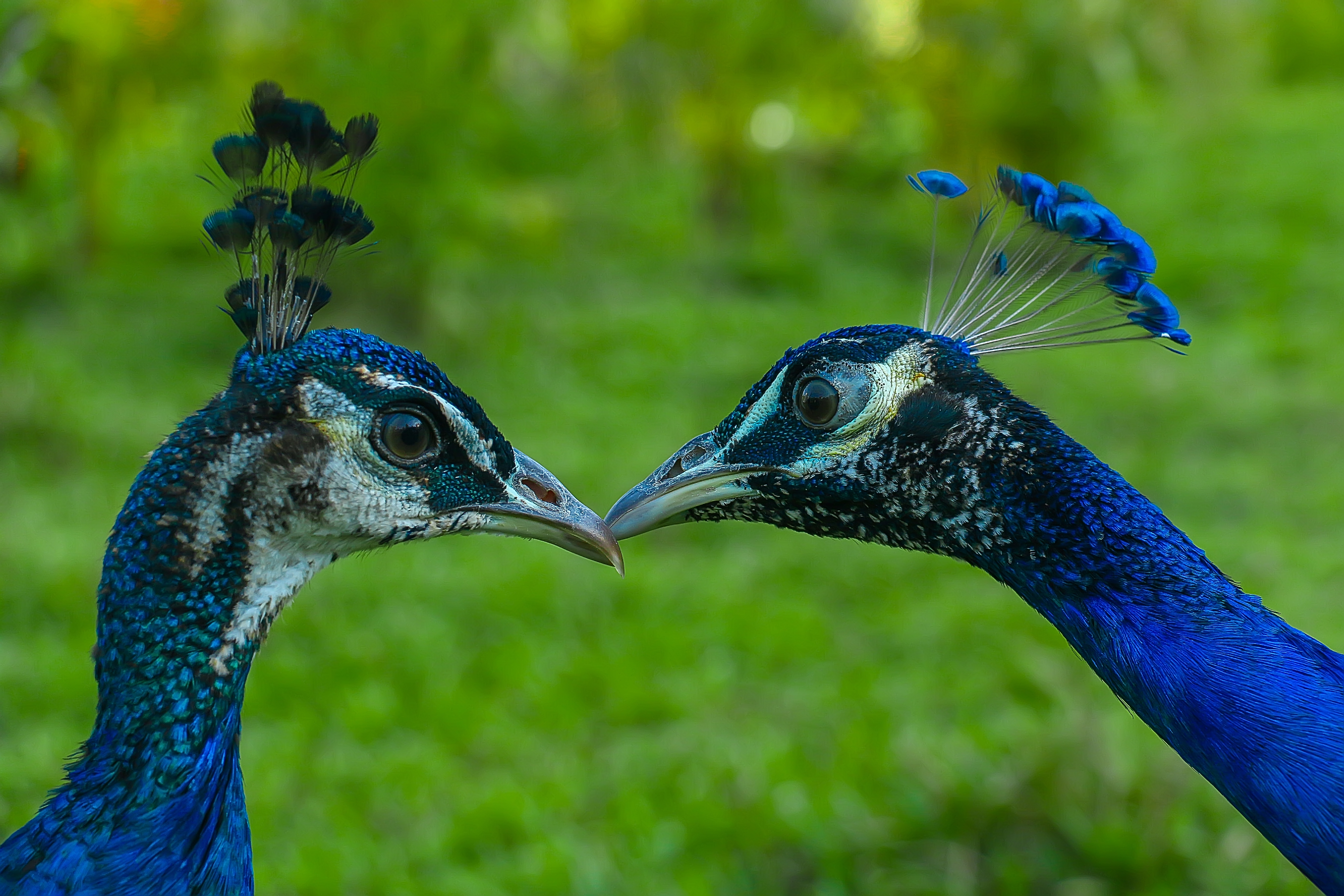 Peacock couple videos