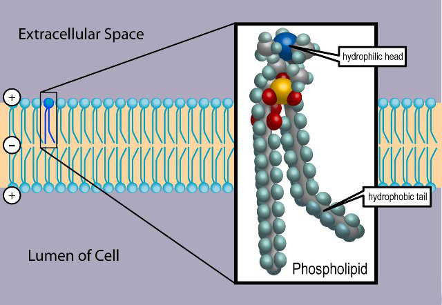 File:Phospholipid TvanBrussel.jpg