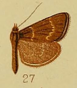 Bostra fuscipennis