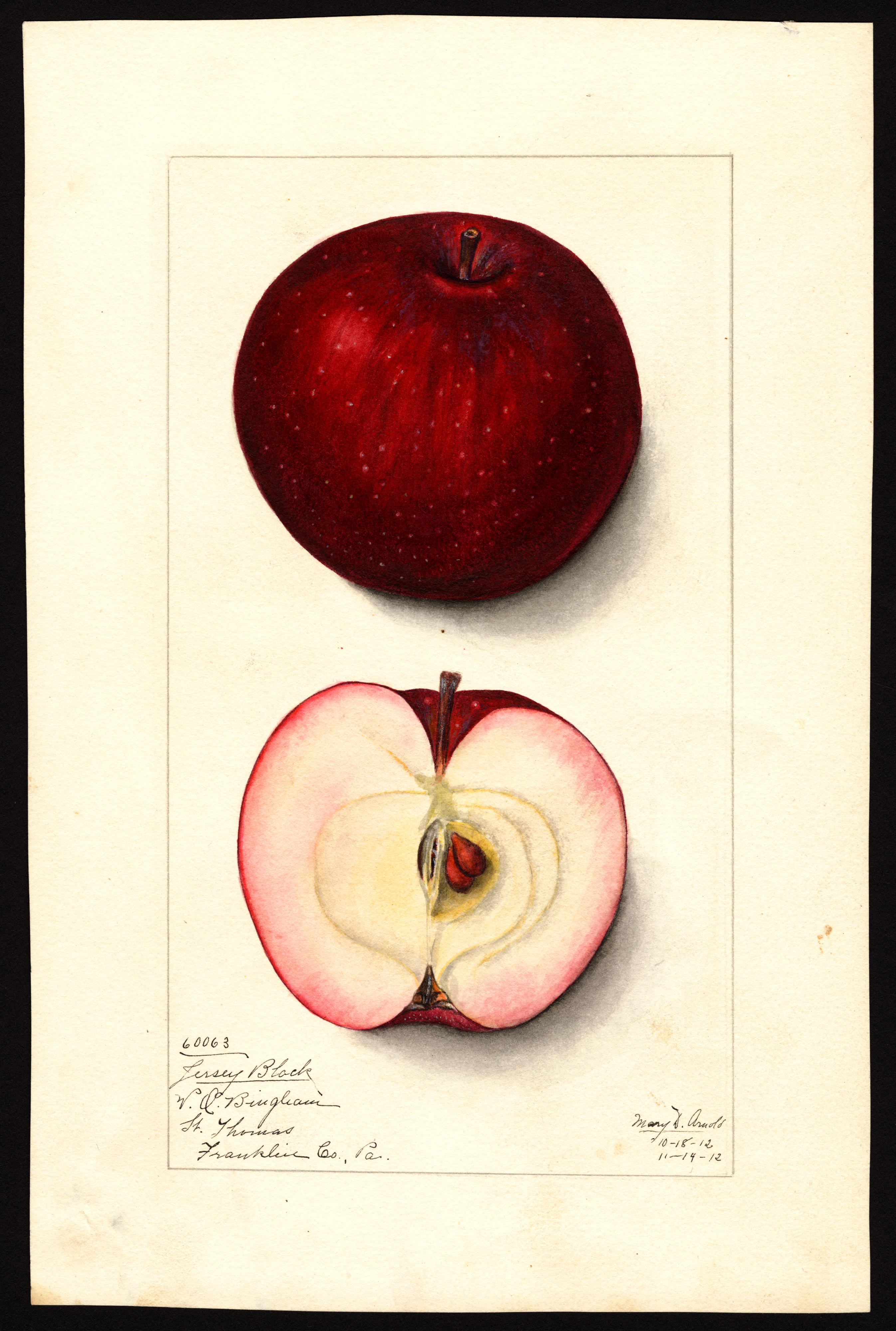 Red Delicious - Wikipedia