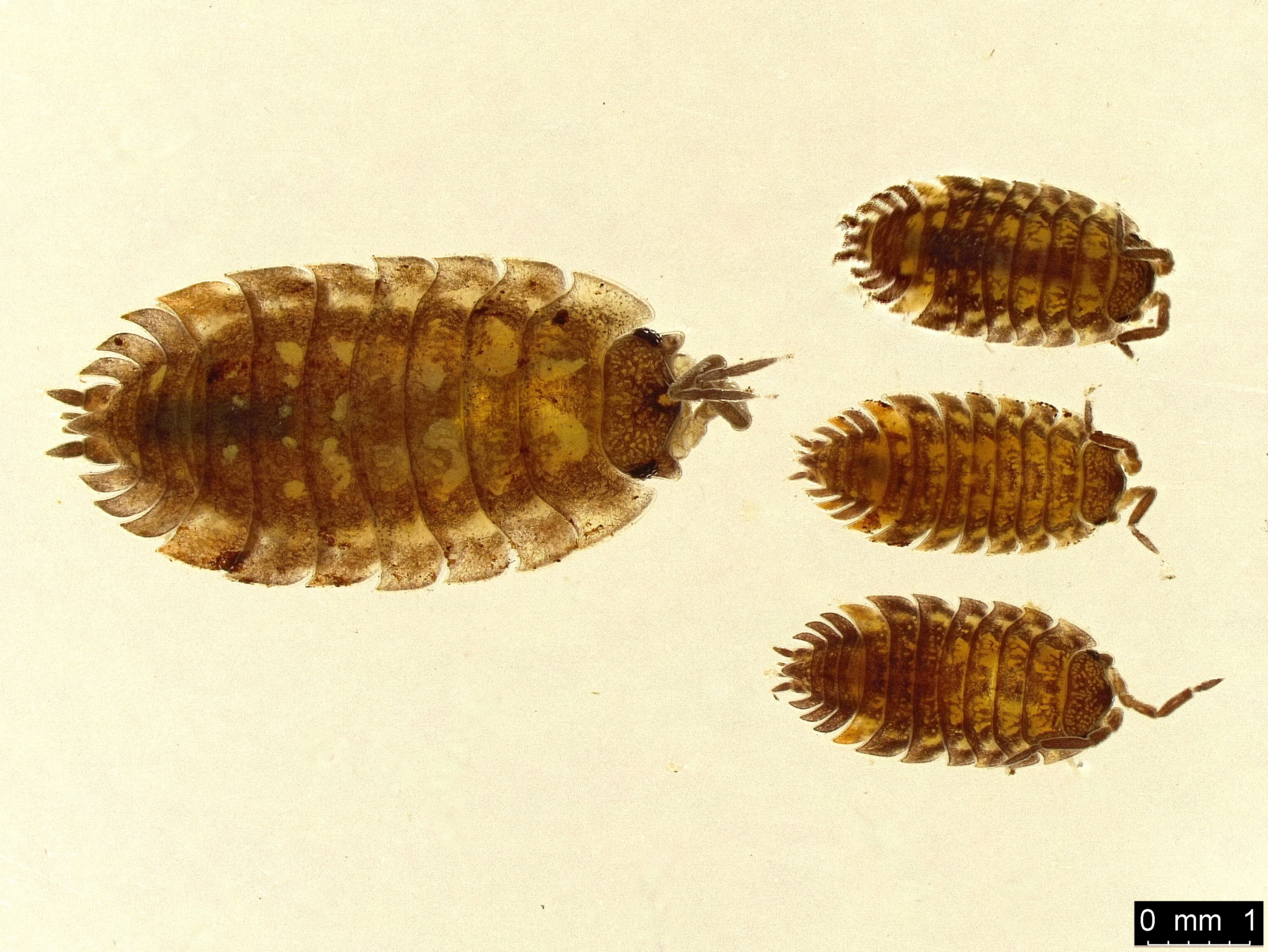 Скабер восход солнцев. Porcellio scaber Ghost. Porcellio scaber Wild Type. 2)Porcellio scaber 