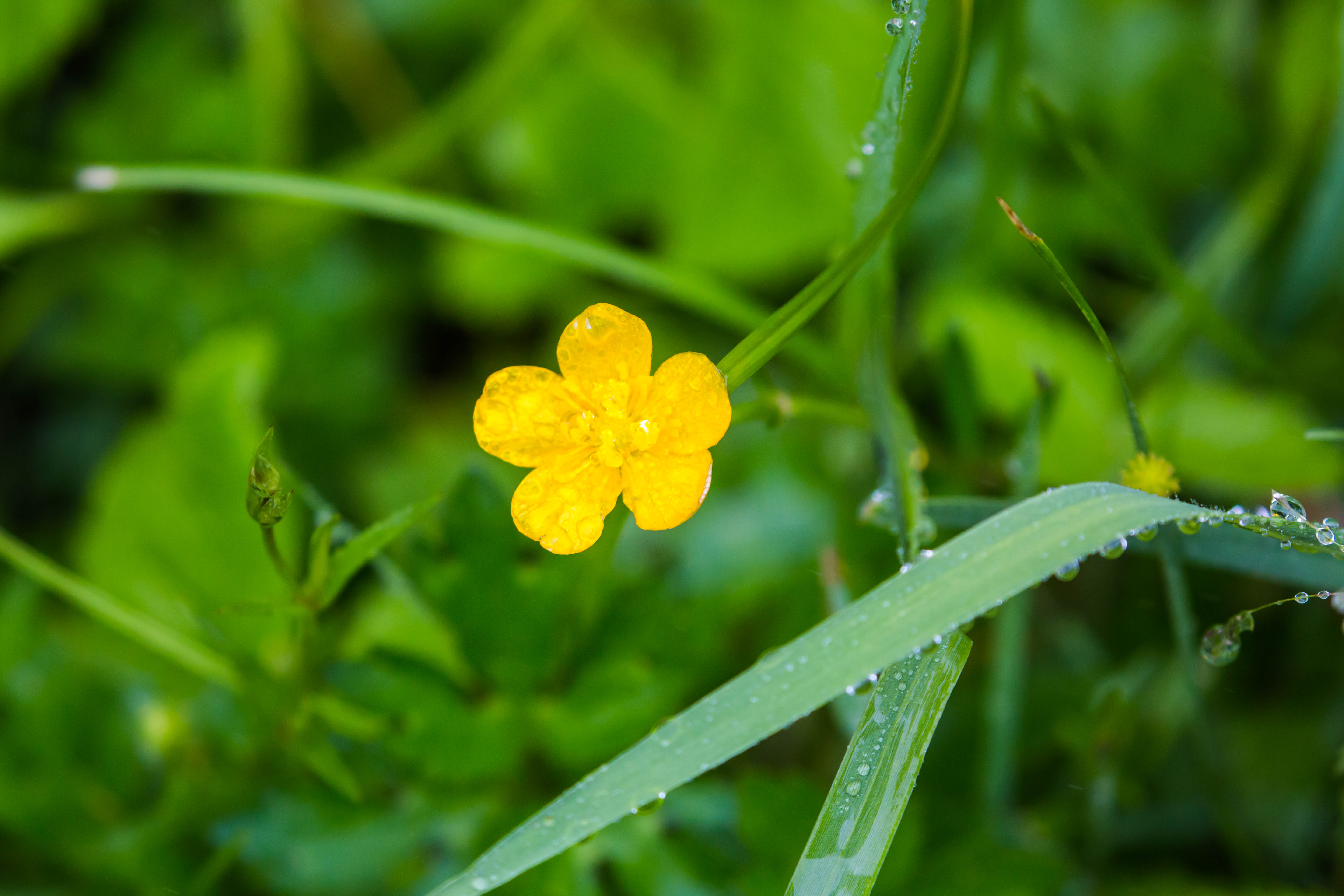 Ranunculus graminifolia