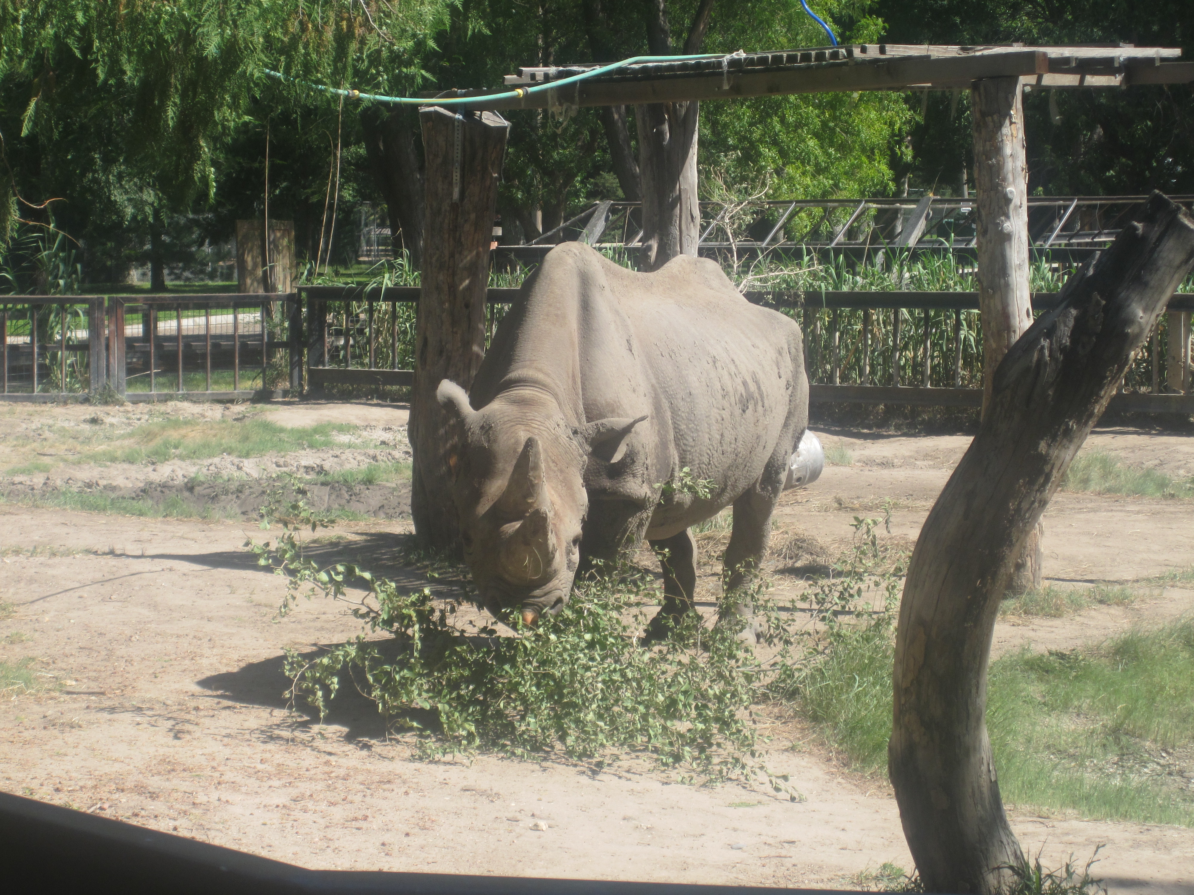 File Rhinoceros At Lee Richardson Zoo Garden City Ks Img 5913