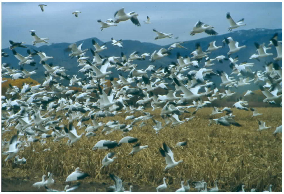 BOSQUE DEL APACHE NATIONAL WILDLIFE REFUGE NUEVO MÉXICO ESTADOS UNIDOS