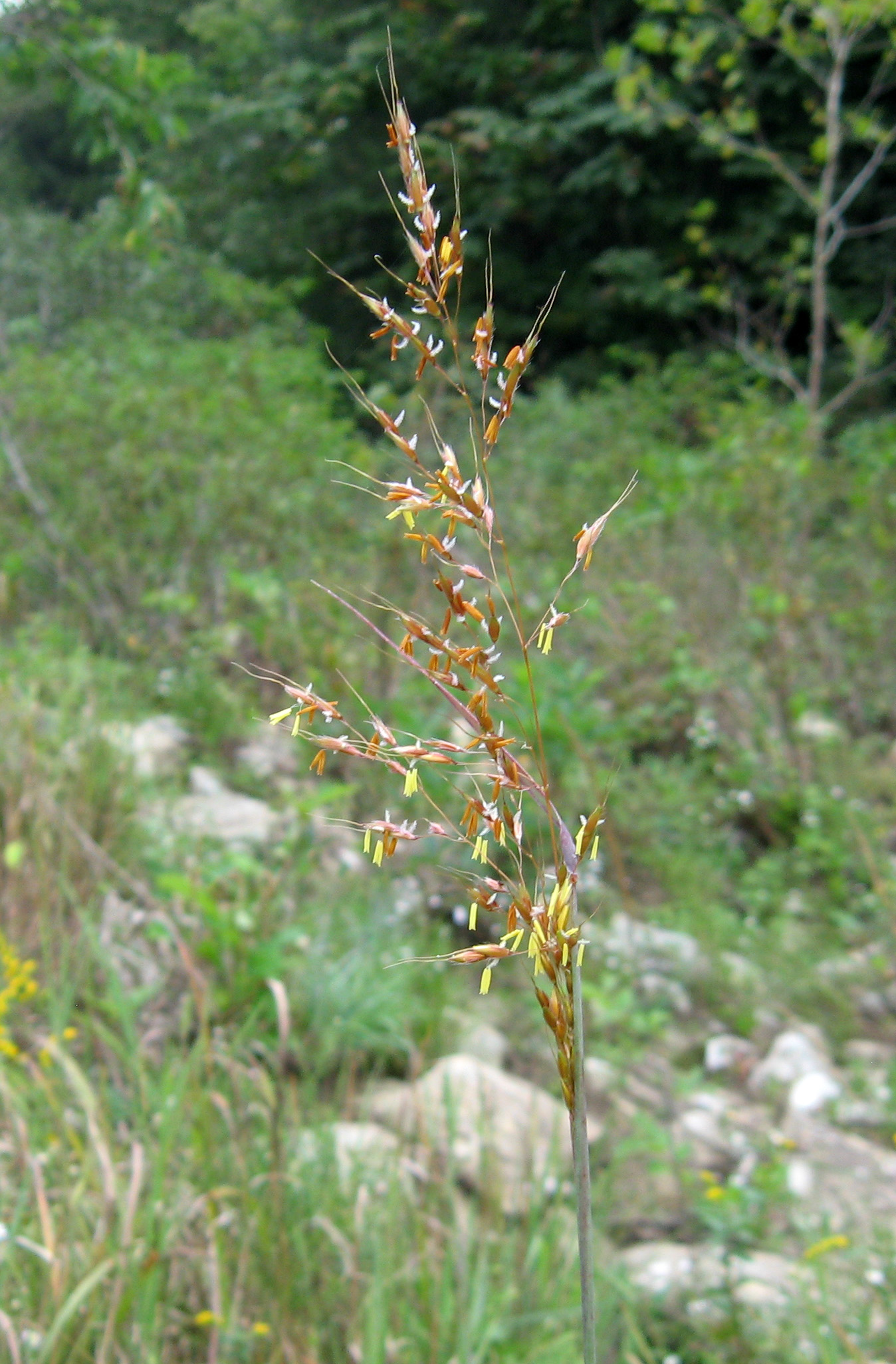 Sorghastrum nutans Tennessee.jpg