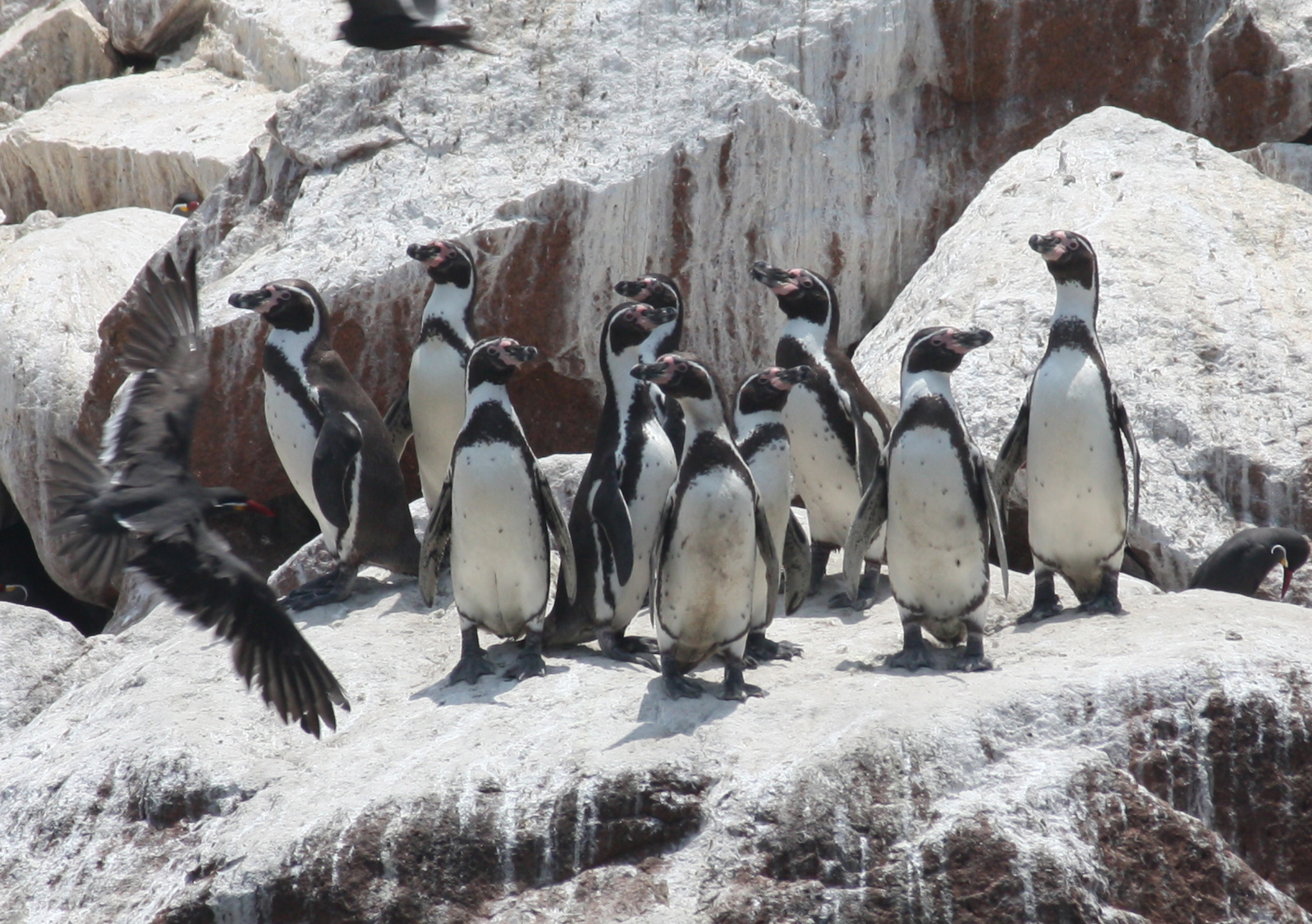 Пингвин гумбольдта. Spheniscus humboldti. Пингвин Гумбольдта Чили. Пингвины Гумбольдта ареал обитания.