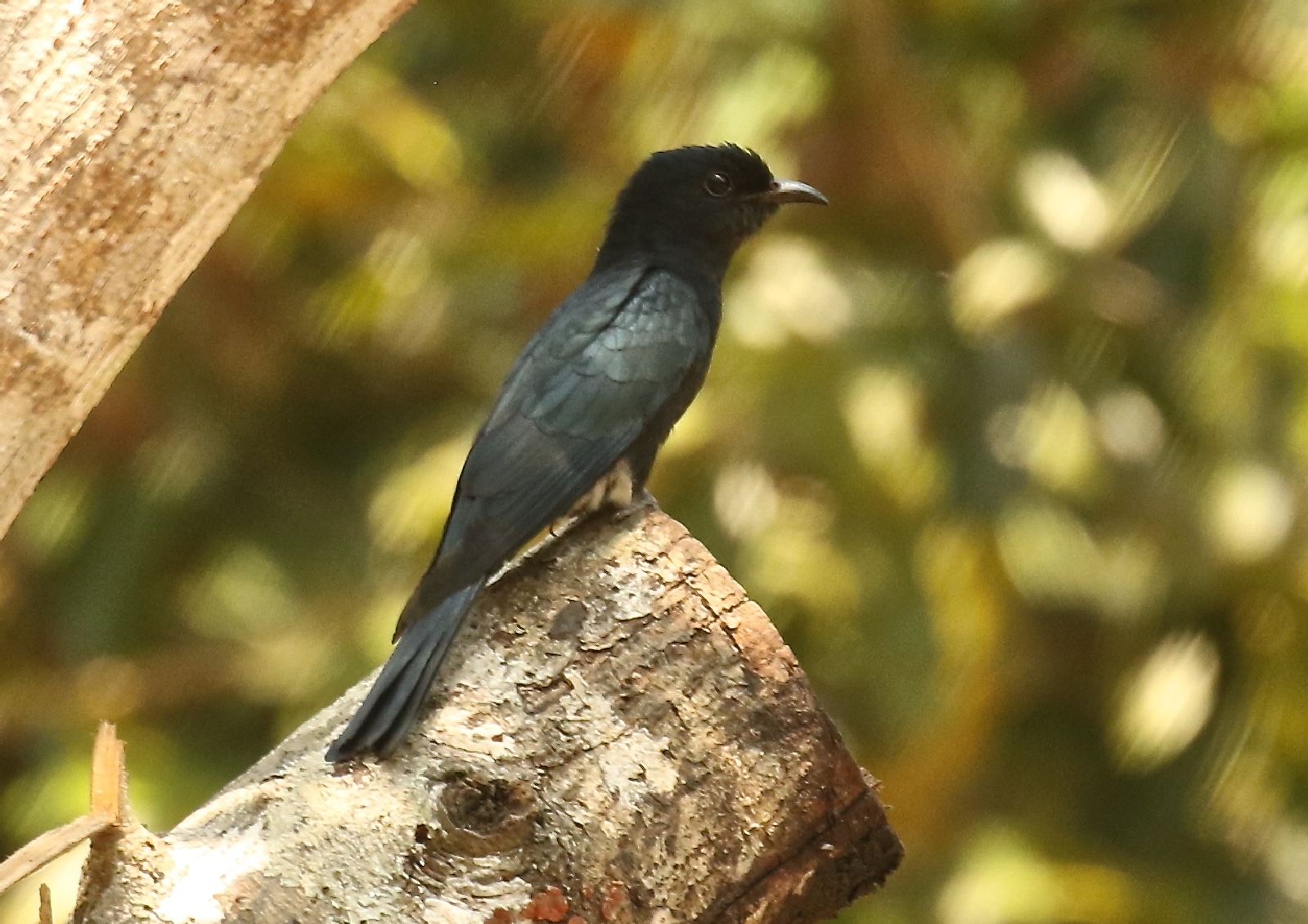 Square-tailed drongo-cuckoo - Wikipedia