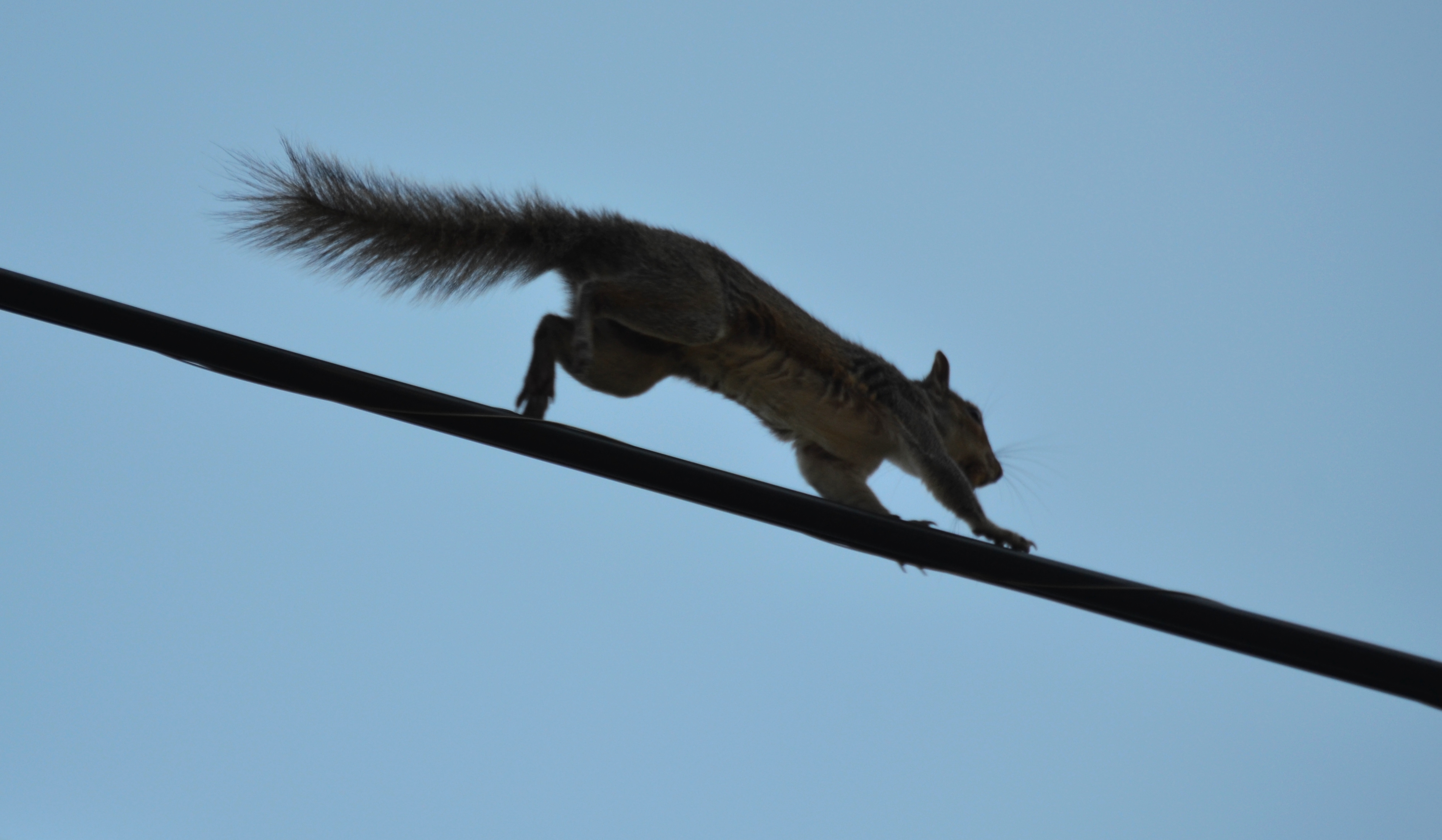 https://upload.wikimedia.org/wikipedia/commons/3/39/Squirrel_on_utility_line.jpg