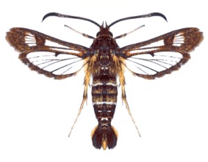 <i>Pyropteron doryliformis</i> Species of moth