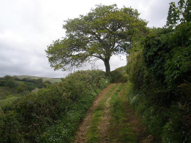 File:Track, to Didworthy - geograph.org.uk - 1295702.jpg