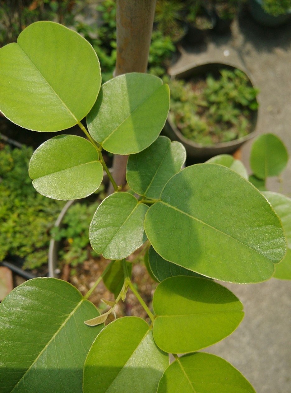 File:小葉紫檀（學名：Pterocarpus santalinus）,檀香紫檀.jpg