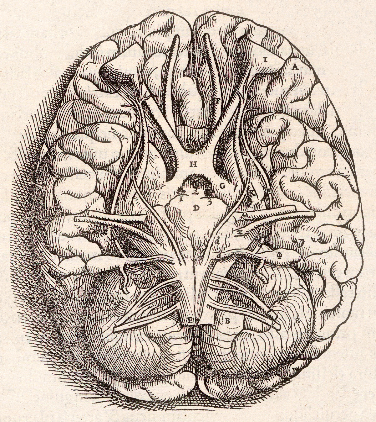 File:1543, Andreas Vesalius' Fabrica, Base Of The Brain.jpg - 维基