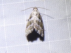 <i>Abablemma bilineata</i> Species of moth