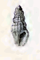 <i>Anacithara themeropis</i> Species of gastropod