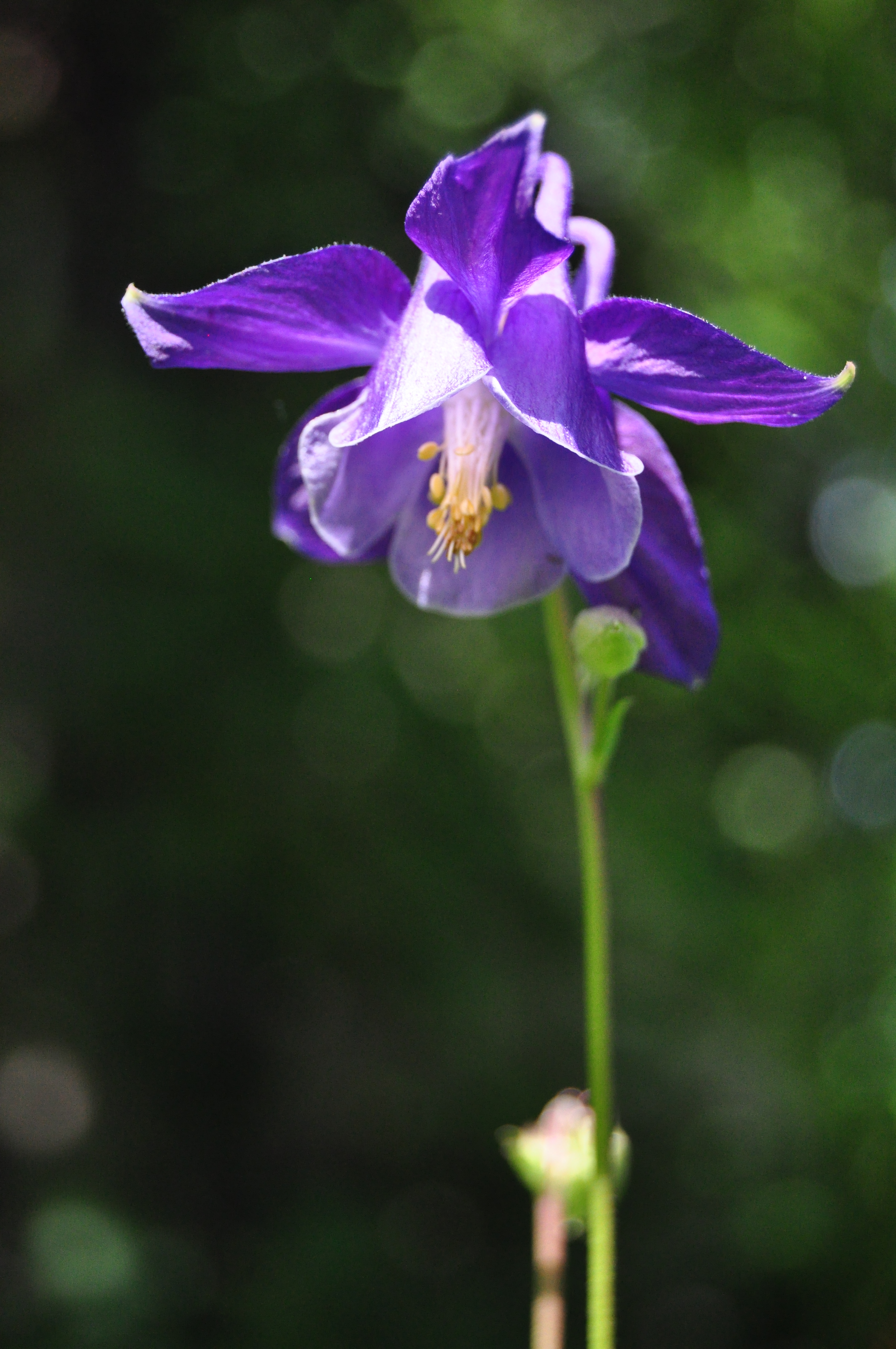 Аквилегия Aquilegia vulgaris