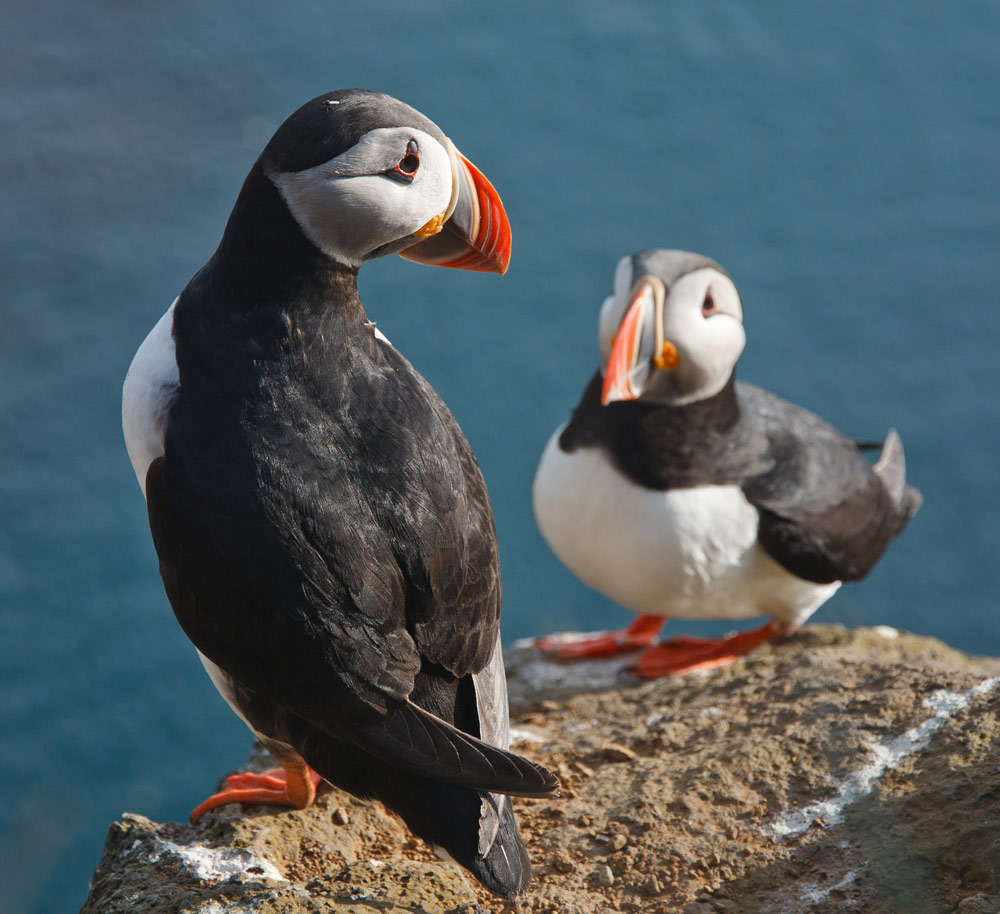 Atlantic puffin - Wikipedia