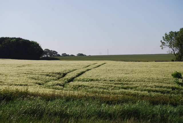 File:Barley near Forebank Plantation - geograph.org.uk - 2611000.jpg