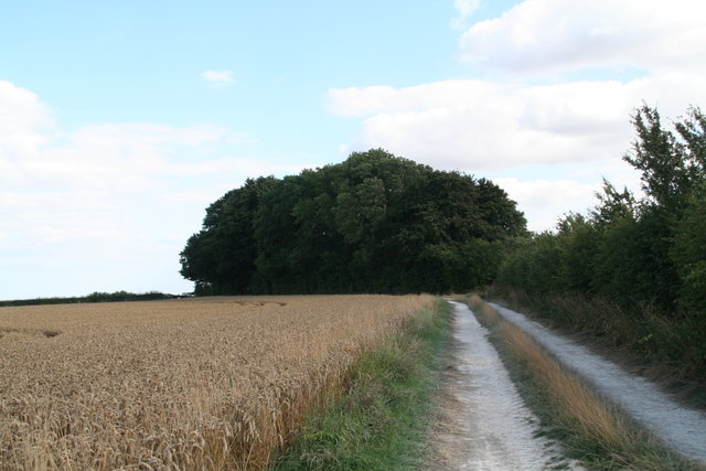 File:Belt Plantation from the footpath from Farforth - geograph.org.uk - 3631083.jpg