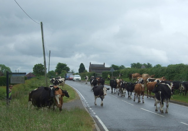 File:Beware cows on road - geograph.org.uk - 4533734.jpg