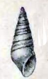 <i>Boonea bisuturalis</i> species of mollusc
