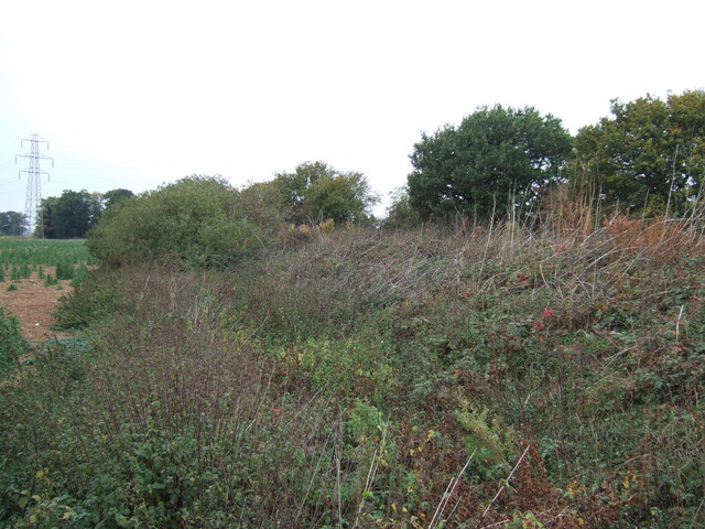 The Bramble Tangle Brambles_and_bushes_-_geograph.org.uk_-_1546591