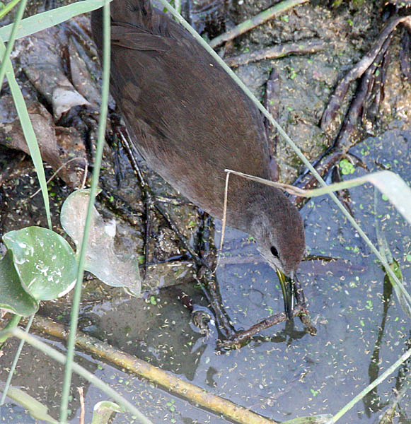 File:Brown Crake I IMG 9611.jpg