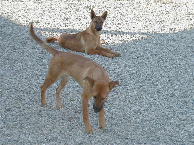 File:Carolina Dog 1.jpg