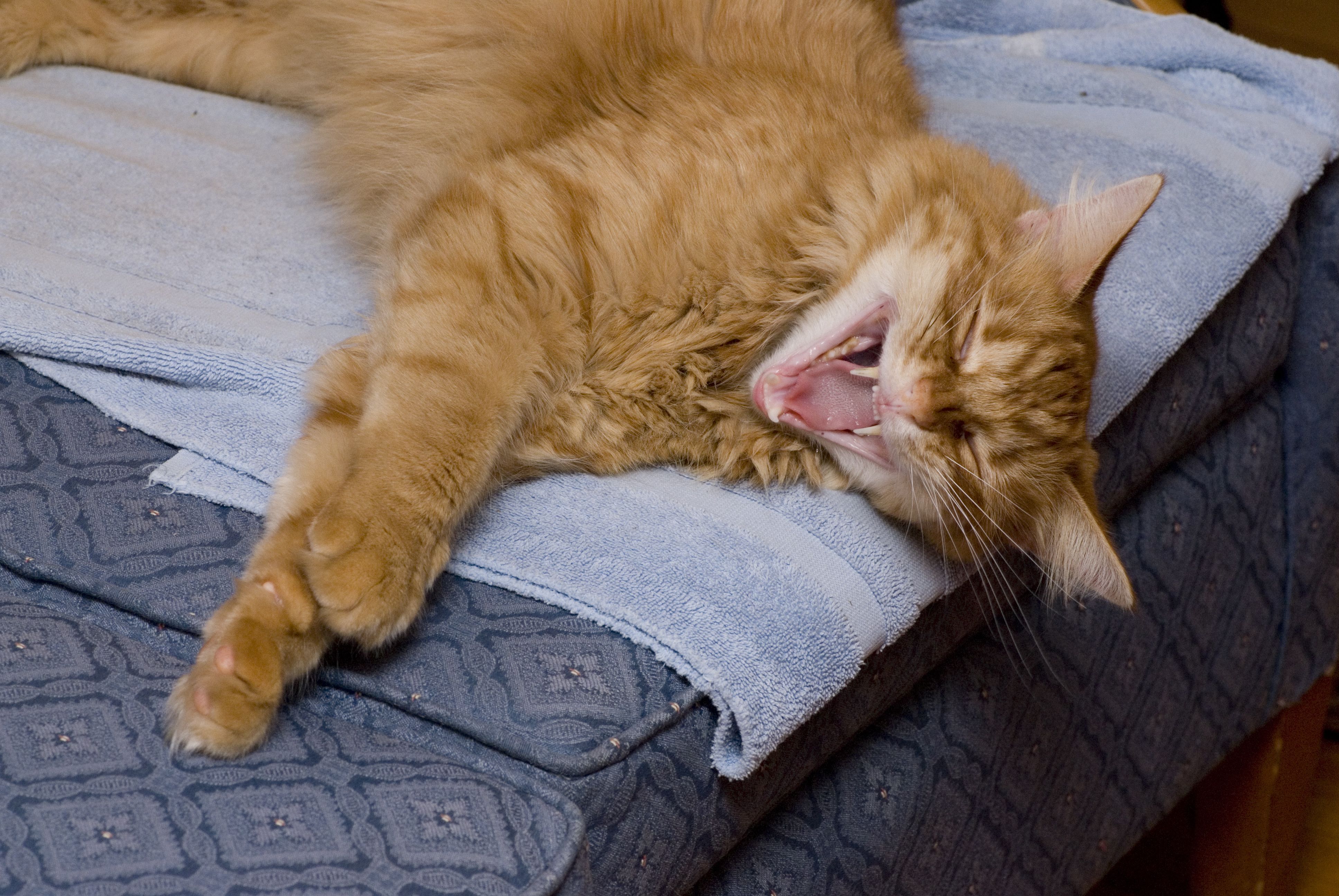Включи видео cat nap. Как выглядит Cat nap. Кэт нап молится. Cat nap картинки без всего. Как выглядит Catnap.