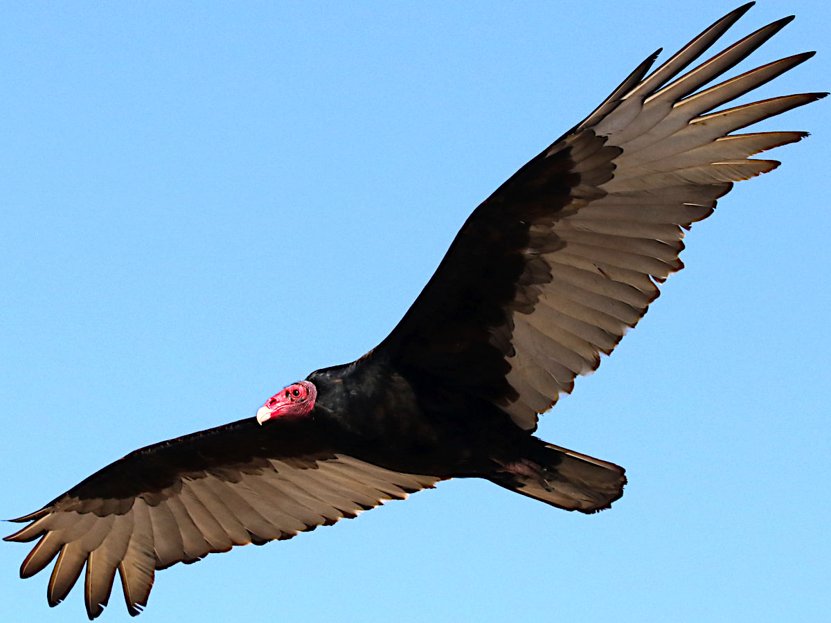 Vulture Culture: The Ups and Downs of the Turkey Vulture - Bolsa Chica Land