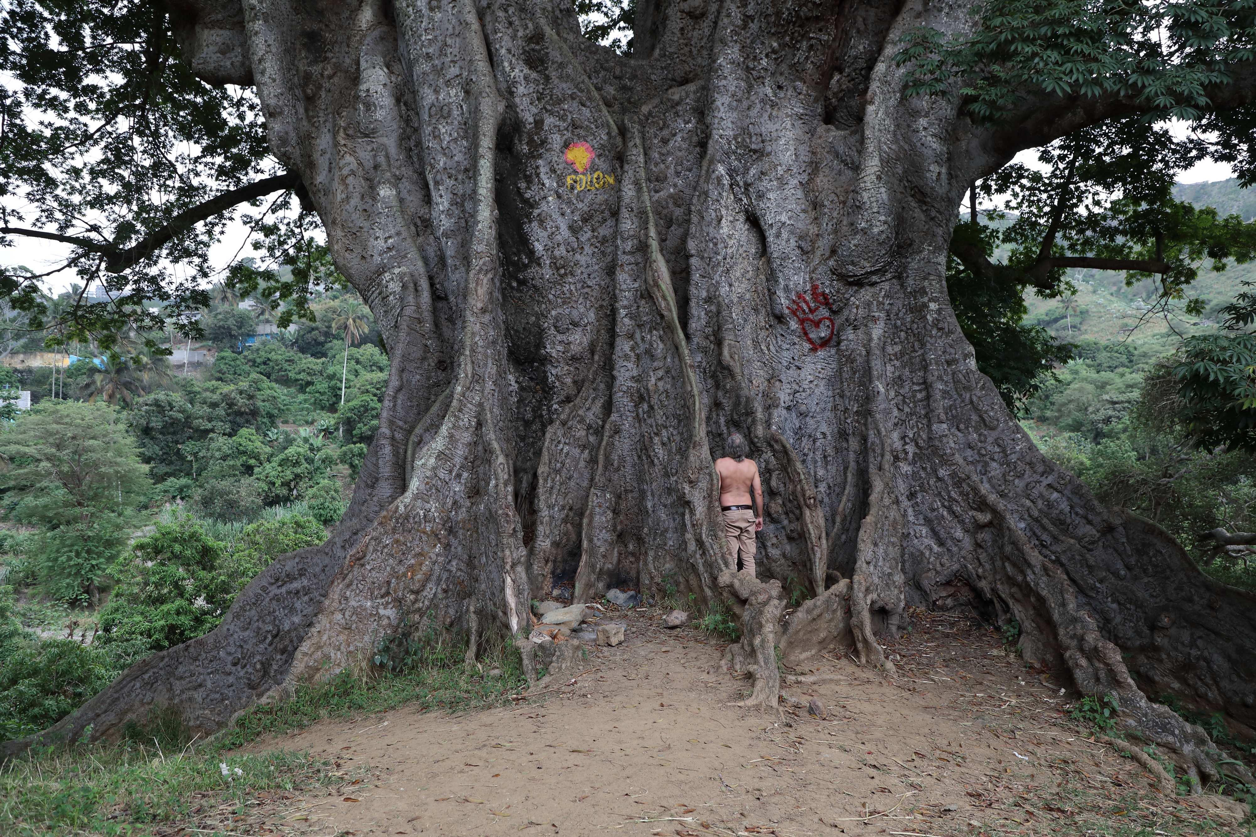 Ceiba pentandra - Wikipedia