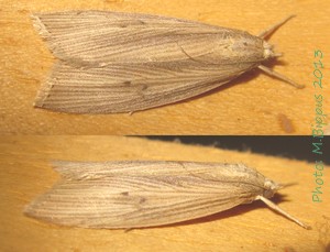 <i>Chilo sacchariphagus</i> Species of moth