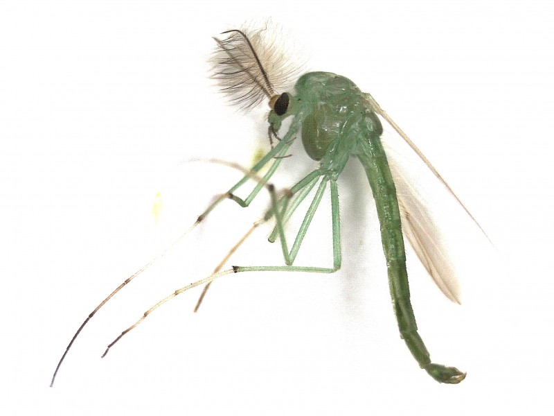 File:Chironomidae indet. (Chironomidae) (Unidentified Non-biting Midge) - (male imago), Arnhem, the Netherlands - 3.jpg