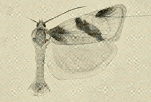 <i>Clepsis praeclarana</i> Species of moth