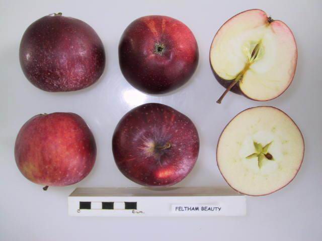 File:Cross section of Feltham Beauty, National Fruit Collection (acc. 1921-083).jpg