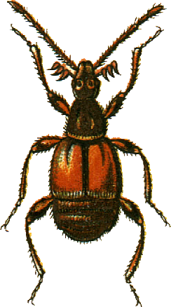 <span class="mw-page-title-main">Ctenistini</span> Tribe of beetles